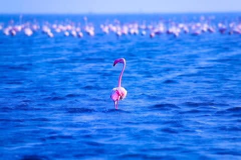 Chilika Lake - Credit: getty