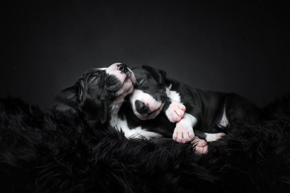 Puppy love by Tuss Bennergård