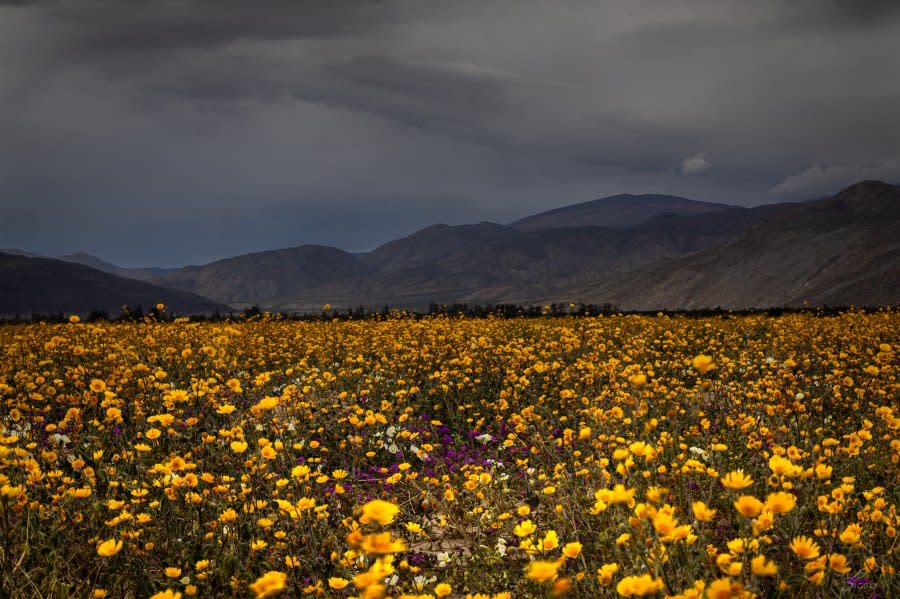 Wildflower field