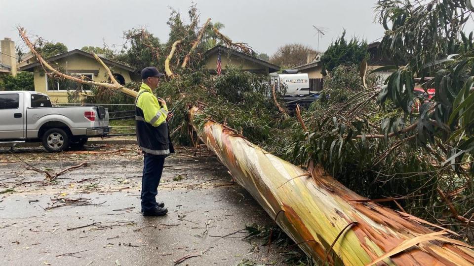 Five Cities Fire Authority Captain Barton Pearson evaluates trees that fell across The Pike in Arroyo Grande as an atmospheric river storm brought strong winds to San Luis Obispo County on Feb. 4, 2024.