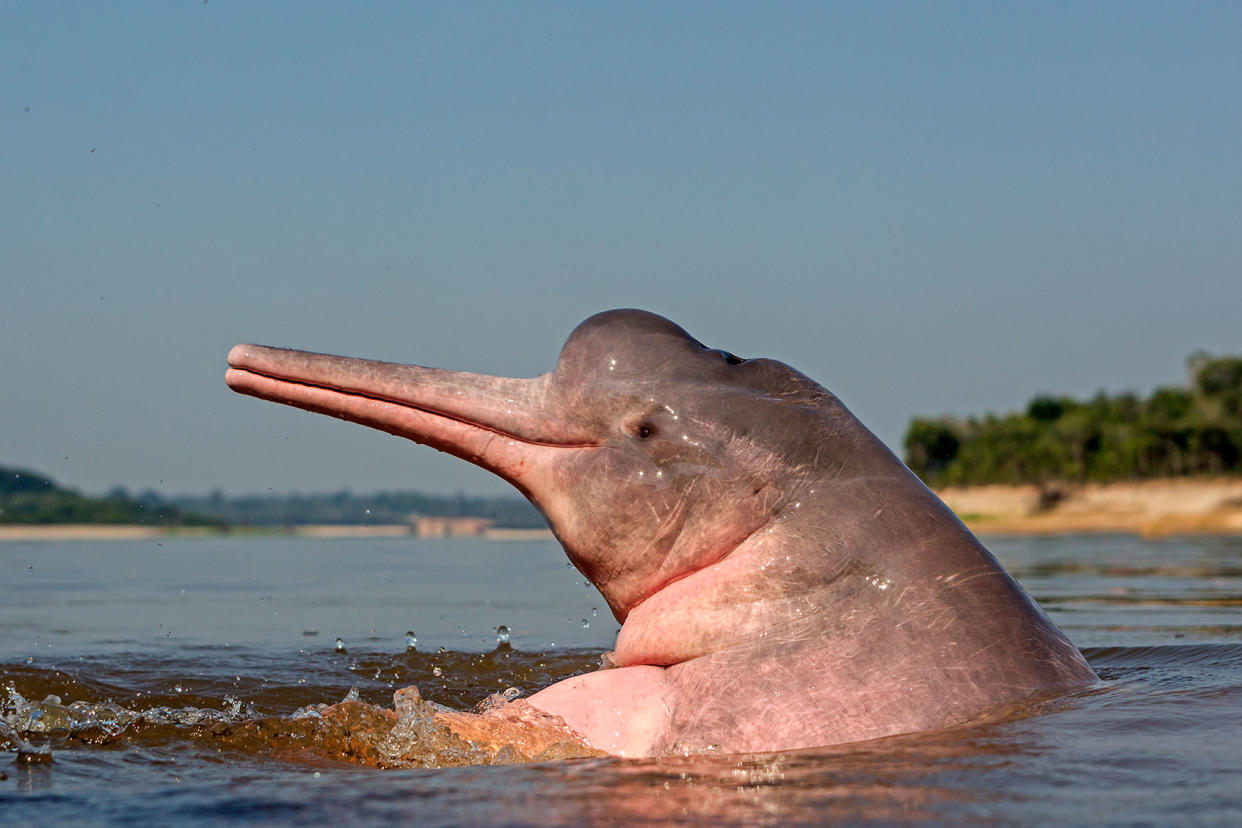 Amazon River Dolphin Getty Images/Michel VIARD