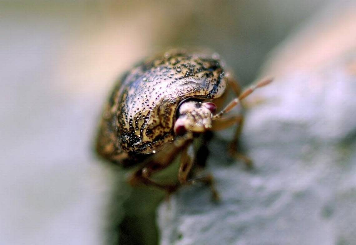The kudzu bug is a type of stink bug that is an invasive soybean pest.