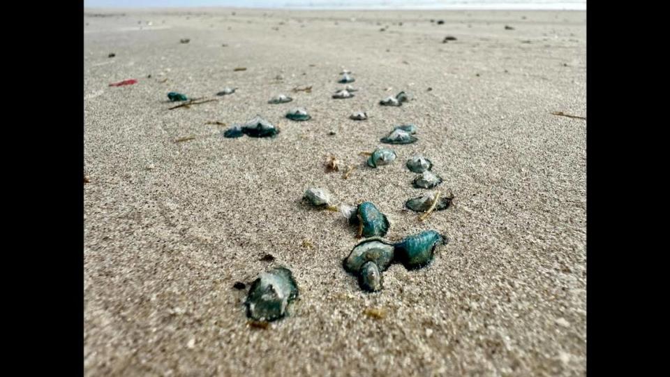 By-the-wind sailors litter a beach at Padre Island, Texas. Harte Research Institute for Gulf of Mexico Studies.