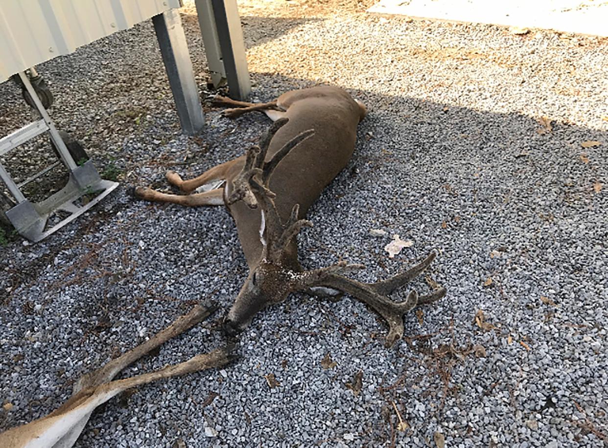 A deer killed by mosquitoes in southwestern Louisiana (AP)