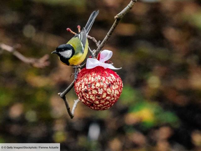 Graines de chanvre pour oiseaux du jardin