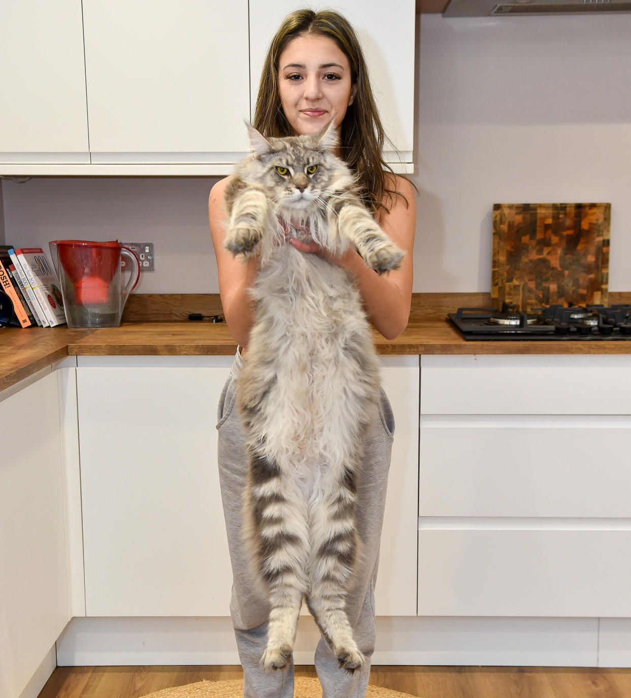 Tammy Brewin, 14, from Worcester with her giant Maine Coon cat Murphy, aged 1. December 1, 2022.  See SWNS story SWNJcat.  A cat so big that people mistake him for a lion is only a few inches away from breaking the world record for the longest domestic cat â€“ and heâ€™s still growing. Murphy the Maine Coon weighs in at an impressive 22lbs and is a huge 41 inches long, just seven inches short of the 48-inch world record. His owner Sareeta Brewin, 46, thinks her one-year-old cat can get even bigger as Maine Coonâ€™s donâ€™t stop fully growing until they reach three-years-old.  The huge feline chomps his way through a Â£20 3kg biscuit bag every month and looks set to grow even bigger.  Animal lover Sareeta claims Murphy is so big people often mistake him for a dog and even a lion and jokingly tag her in posts of UK panther sightings claiming itâ€™s actually him.  Sareeta has another smaller cat and two Korean rescue dogs but Murphy is somehow bigger than them all.   