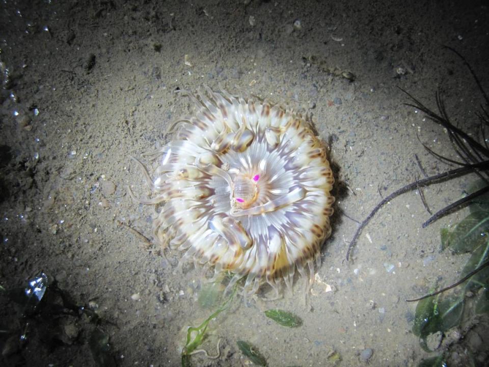 A Macrodactyla fautinae, or tiger anemone, with its tentacles spread out.