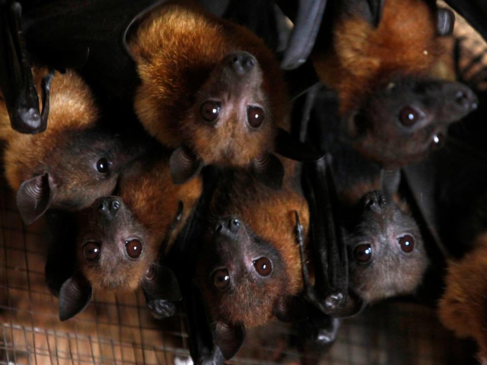 fruit bats