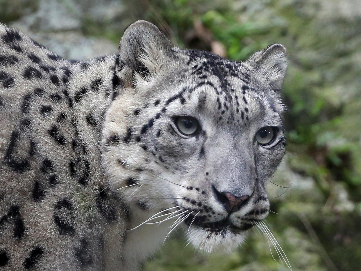 snow leopards at a Massachusetts zoo