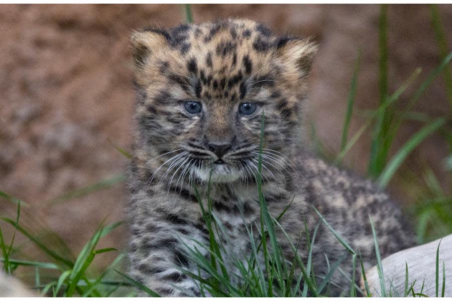 Nacen en el Zoológico de San Diego Leopardos en peligro de extinción 