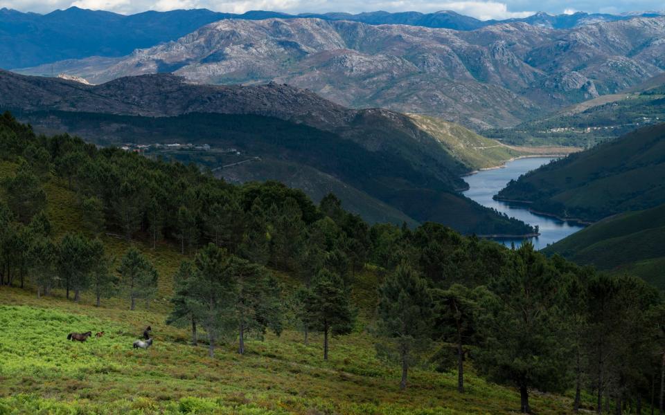 A group of Garranos wild horses with the Alto Lindoso reservoir on the background, at the Peneda Geres National Park, in Portugal - Tiago Fernandez/Getty Images/iStockphoto