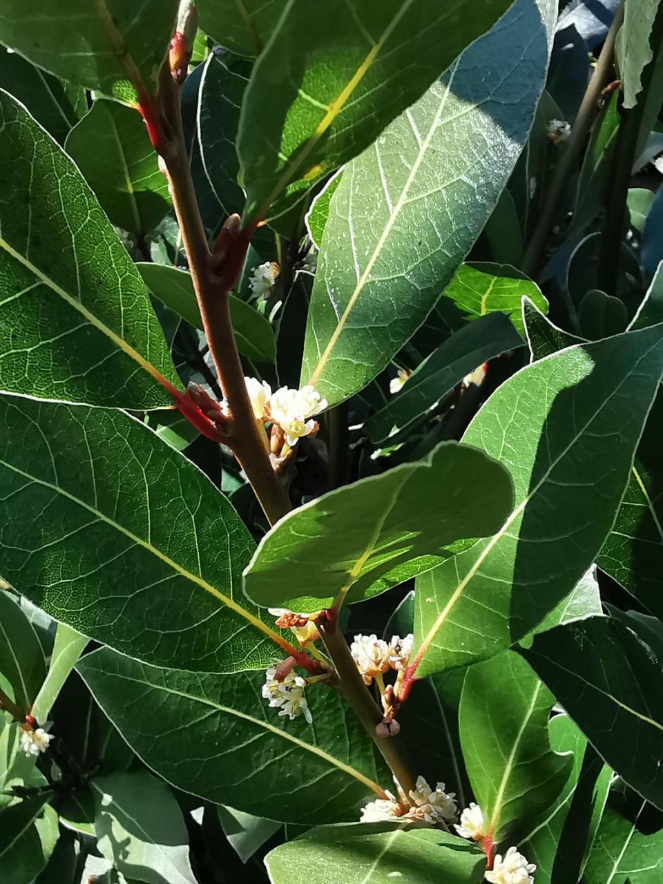 <p>Bay laurel plants have an earthy pungency, especially when dried. Add to sauces, stews, and classic French <em>bouquet garni</em>. It's only tolerant of mild winters, so bring indoors in cold climates.</p><p><a class="link " href="https://go.redirectingat.com?id=74968X1596630&url=https%3A%2F%2Fwww.burpee.com%2Fbay-laurel-prod099524.html%3Fgclid%3DCjwKCAiAo4OQBhBBEiwA5KWu_5iFM7irRXr-uroDKzPd-7QAaL_hAMWI-GGvOfLWnmHjozVaw_nvpBoCwZAQAvD_BwE%26gclsrc%3Daw.ds&sref=https%3A%2F%2Fwww.veranda.com%2Foutdoor-garden%2Fg35122682%2Fperennial-herbs%2F" rel="nofollow noopener" target="_blank" data-ylk="slk:SHOP BAY LAUREL PLANTS;elm:context_link;itc:0;sec:content-canvas">SHOP BAY LAUREL PLANTS</a></p>