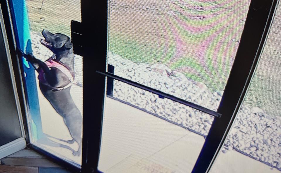 Aries was captured on security footage at Hounds Town Metro Detroit after a car accident. (Travis Ogden)