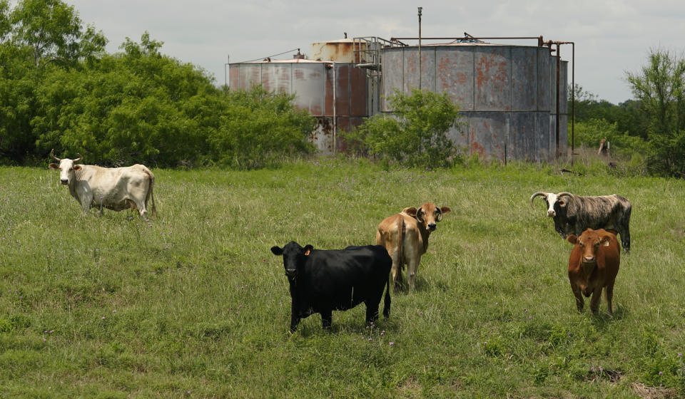 Cattle graze near aging oil storage tanks on the Rooke family ranch, Tuesday, May 18, 2021, near Refugio, Texas. Oil and gas drilling began on the ranch in the 1920s and there were dozens of orphaned wells that needed to be plugged for safety and environmental protection. (AP Photo/Eric Gay)