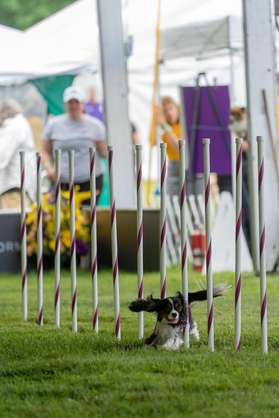 agility dog westminster