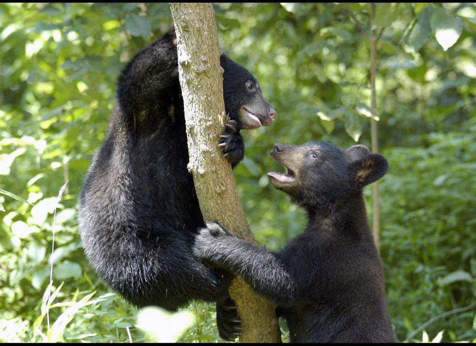 This July 2011 photo provided by the Appalachian Bear Rescue shows two cubs at the center in Townsend, Tenn. The Appalachian Bear Rescue is the only place in the Southeast where orphaned black bears get a shot at survival. (AP Photo/Appalachian Bear Rescue)