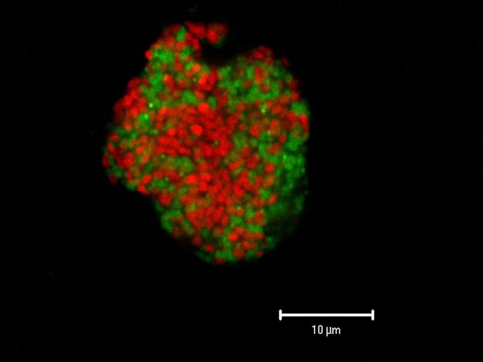 archaea bacteria cluster earth subsurface biosphere