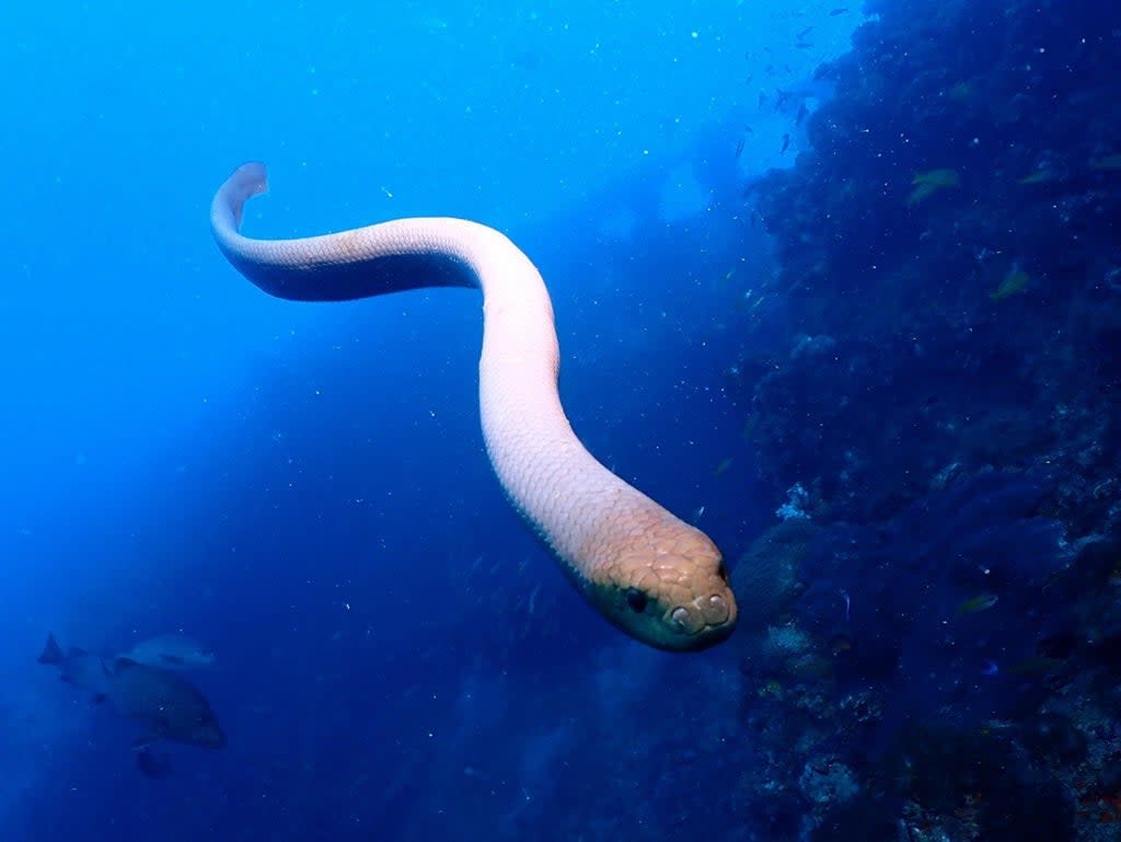Olive sea snakes approached divers more often in mating season  (PA)