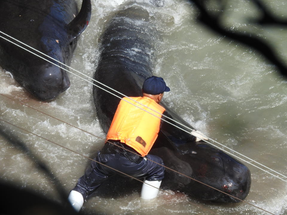 Japanese hunters herd a pod of more than 50 whales on Monday near Taiji, Japan. Source: DolphinProject.com          