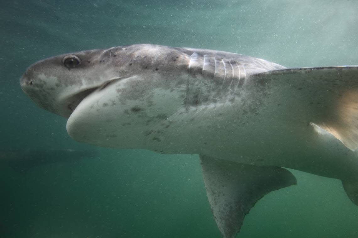 Broadnose sevengill sharks are known for their large bodies and sharp teeth. The sharks can grow up to 9.8 ft in length and weigh over 200 pounds. Alessandro De Maddalena/Getty Images/iStockphoto