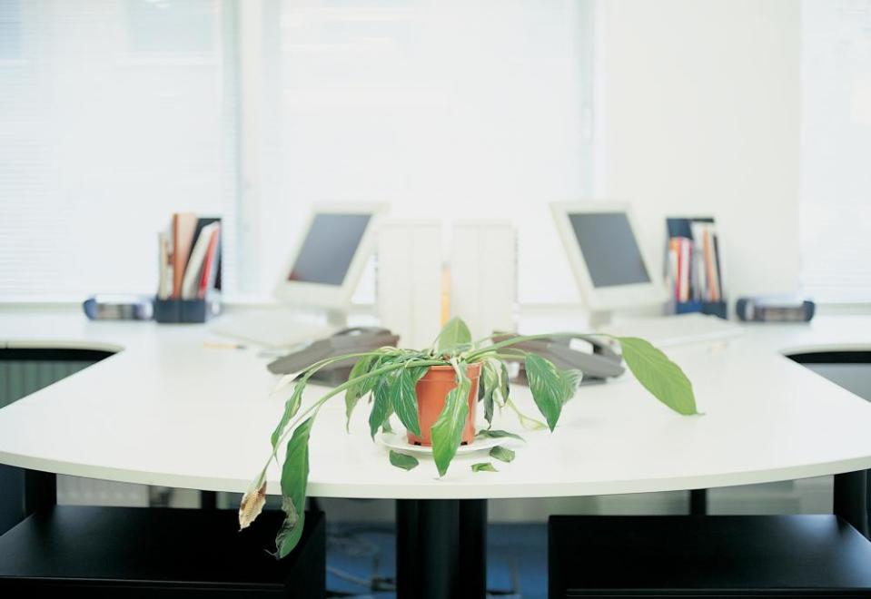 Dying Potted Plant in an office