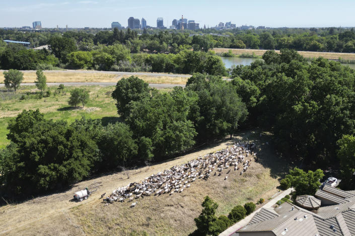 Goats graze on dry grass next to a housing complex in West Sacramento, Calif., on May 17, 2023. Goats are in high demand to clear vegetation as California prepares for the wildfire season, but a farmworker overtime law threatens the grazing business. (AP Photo/Terry Chea)