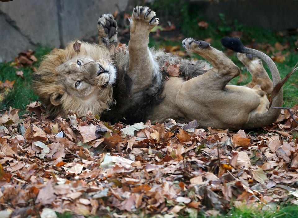 BRITAIN-ANIMALS/AUTUMN