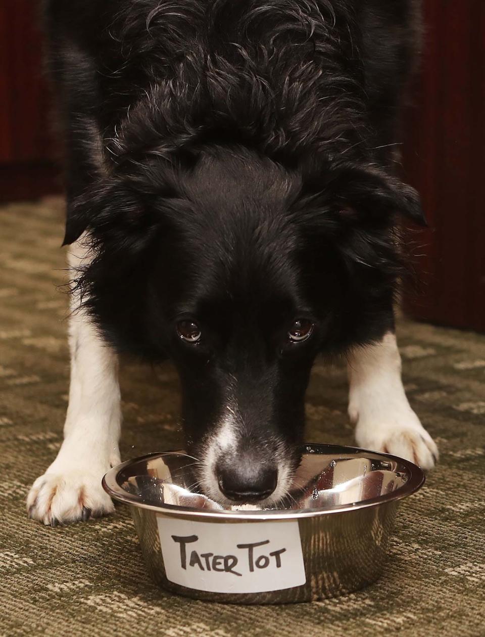 Tater Tot, the facility therapy dog at Summit County Juvenile Court, drinks out of a water bowl during a break.