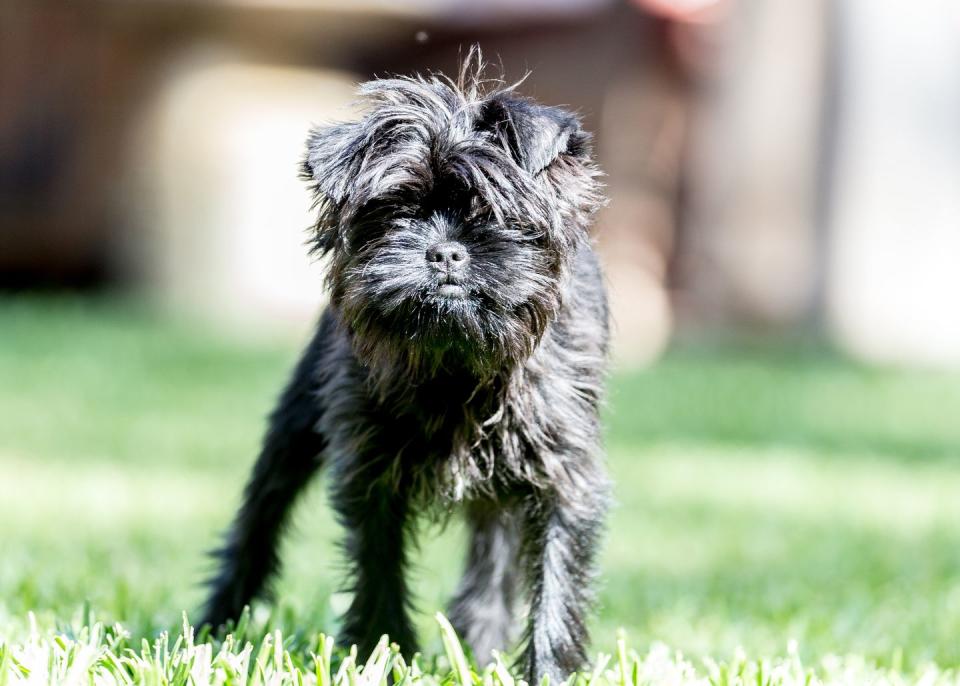 black affenpinscher puppy with medium length hair standing on grass looking at camera