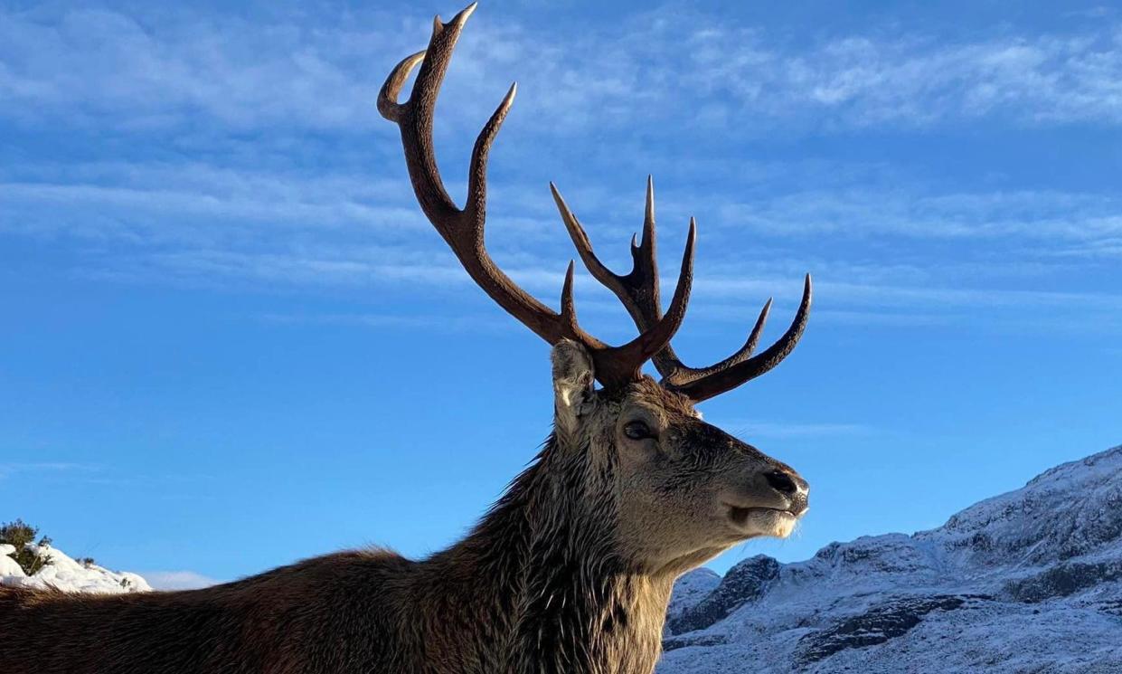 <span>Callum, described as a ‘local legend’, has had to be euthanised by National Trust Scotland.</span><span>Photograph: Andrew Grant McKenzie (Highland Historian)/Andrew Grant McKenzie/SWNS</span>