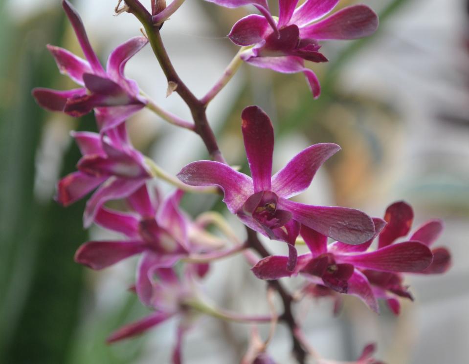 The epidendrum orchid blooms come in a variety of colors.