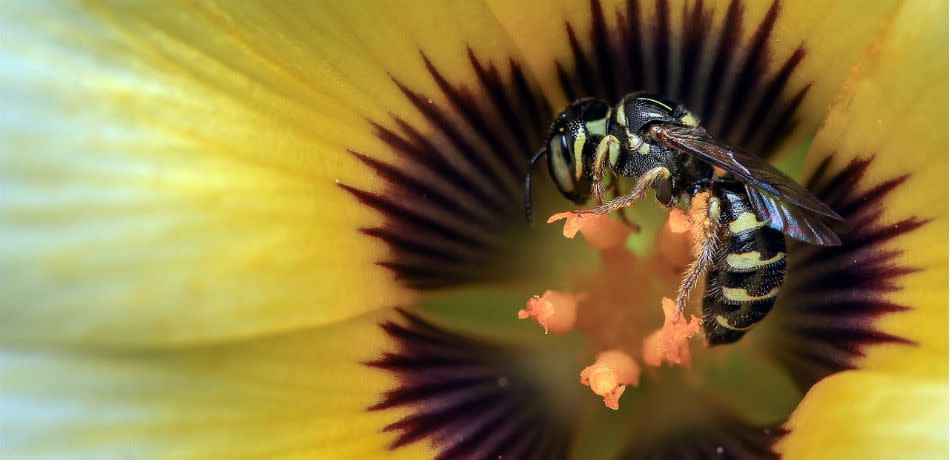 Wasps Just As Important As Bees