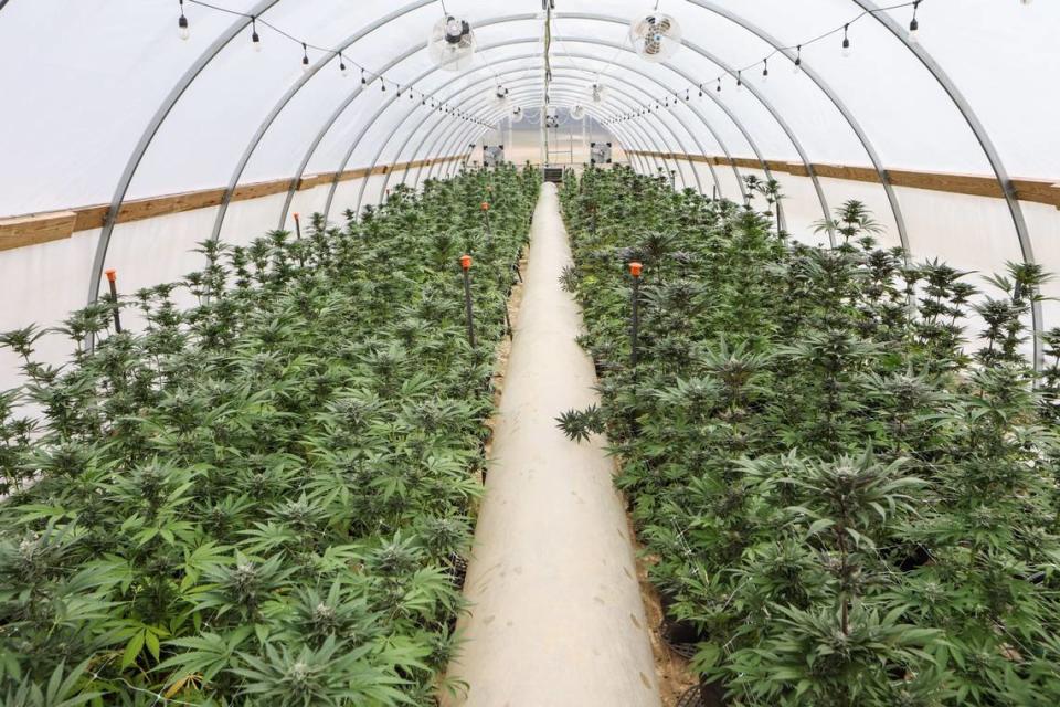A hoop house is teeming with flowering cannabis plants on a farm owned and operated by Qualla Enterprises, LLC in Cherokee, NC. Cannabis plants reach the flowering stage after eight to eleven weeks. Once the plant is fully mature, it is harvested and stored in a climate controlled room to dry.