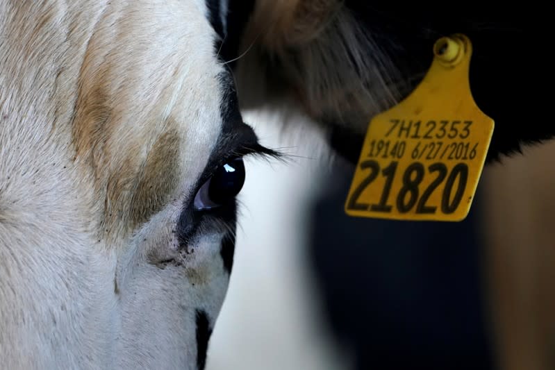 A Holstein cow looks out as it travels along an automated milking machine at Airoso Circle A Dairy farm in Pixley, California