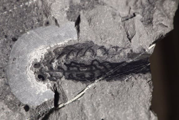 The fossil of <i>Metaspriggina</i>, with the head at right