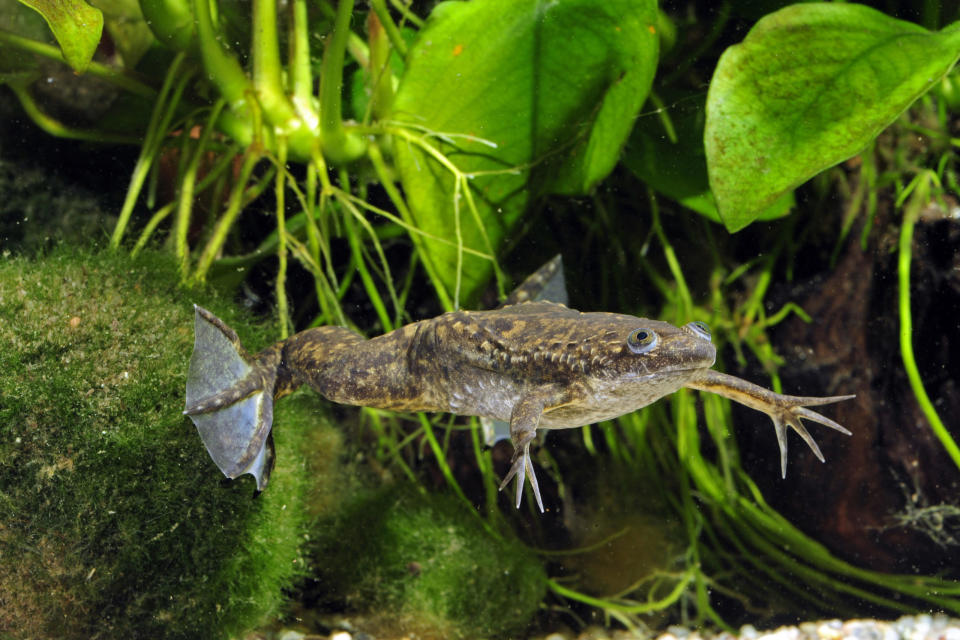 Die Zellen stammen von dem afrikanischen Krallenfrosch (xenopus laevis).