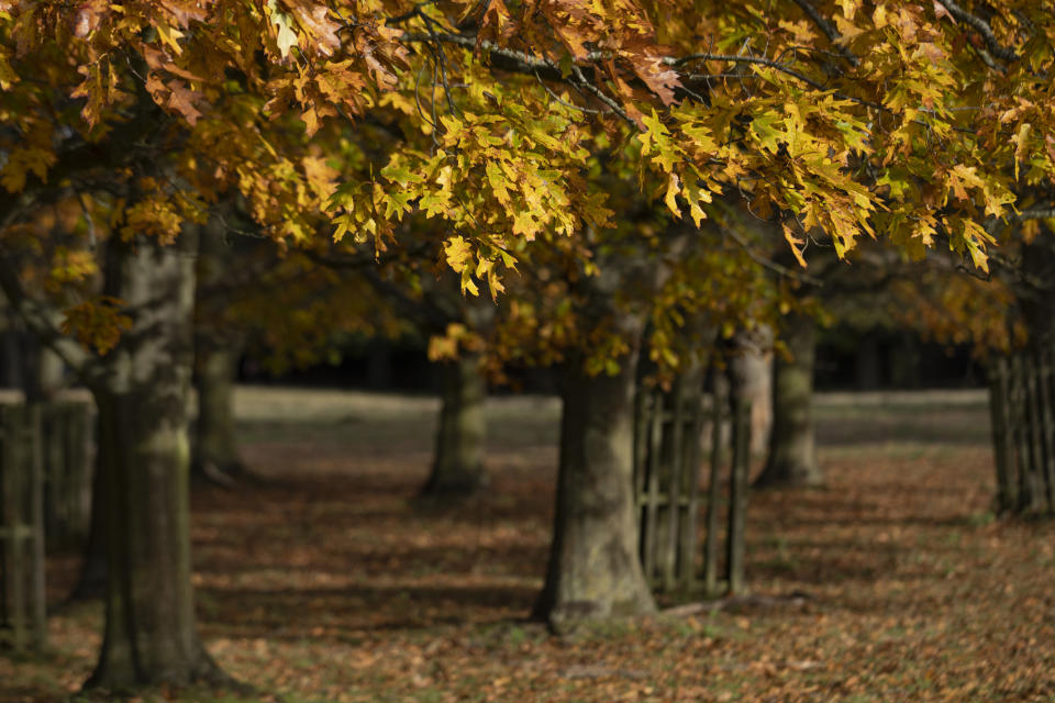 A autumnal tree in London's Bushy Park