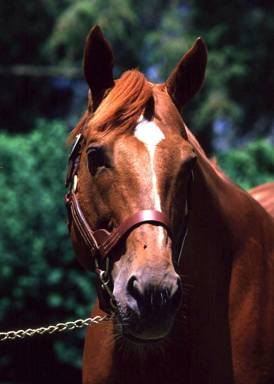 Secretariat was photographed at Claiborne Farm in Paris in 1988. “Big Red” is one of 13 Thoroughbreds to win the Triple Crown but is by far the most beloved and well known by the general public.