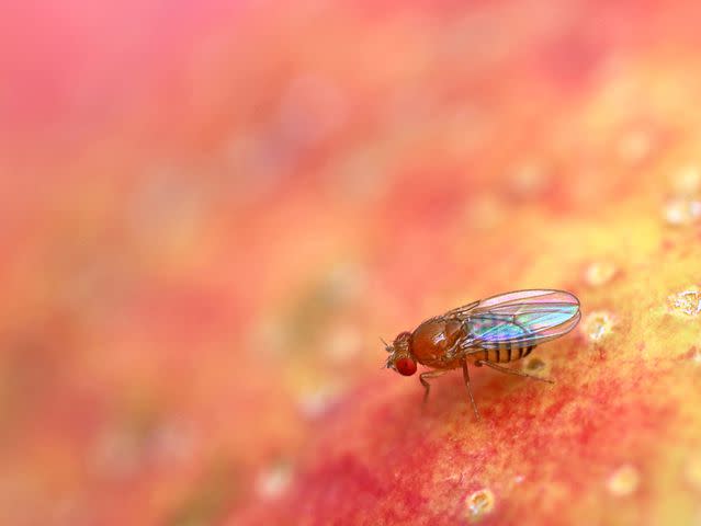 <p>Andreas Häuslbetz/Getty Images</p> A fruit fly