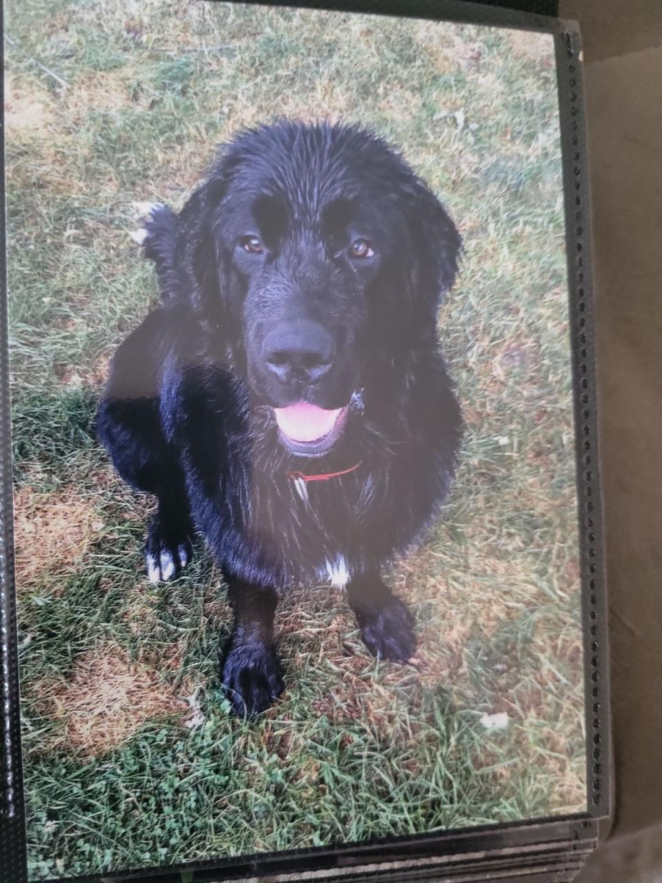 Lemmy the Newfoundland dog is shown in a photo provided by Greg Marentette.