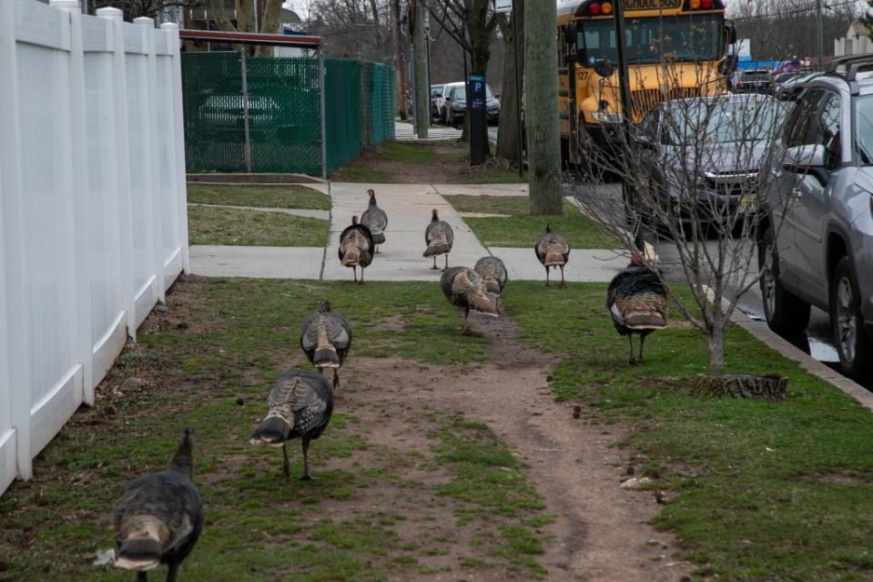 Hickey says the turkeys are “fearless” and “my kids are scared of ’em.” Michael Nagle