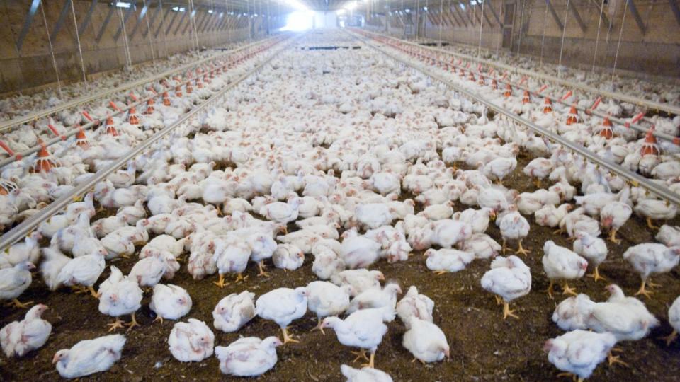 Poultry Workers Wear Nappies Over Lack Of Breaks