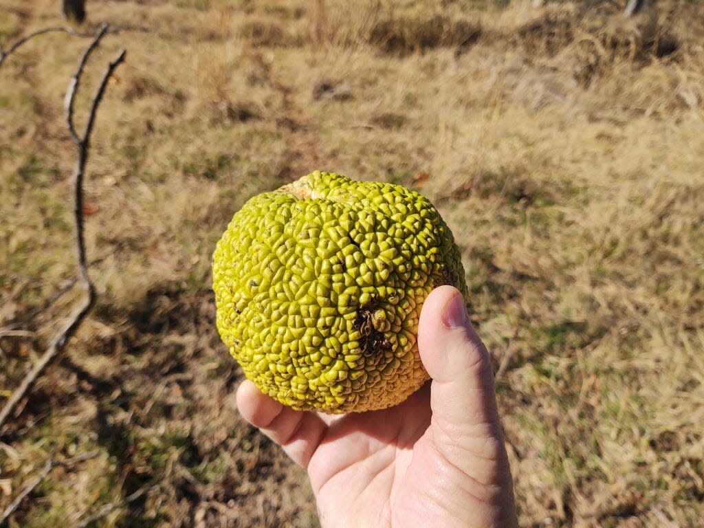 The fruit of a native tree called the Osage orange is a strange-looking, lime green object found in nature. If perhaps you do not recognize that name, it's also called hedge apple, horse apple and bois d'arc.