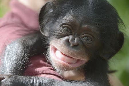 Keeva, a two-month-old chimpanzee, born in Maryland and rejected by her mother, is shown in this undated handout photo provided by Tampa's Lowry Park Zoo in Tampa, Florida, May 7, 2015. REUTERS/Dave Parkinson/Tampa's Lowry Park Zoo/Handout via Reuters