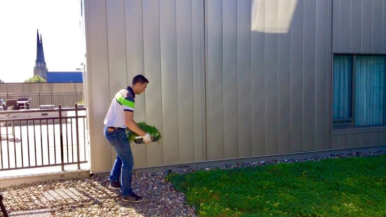 A rooftop meadow: Charlottetown contractor wants to see more green roofs