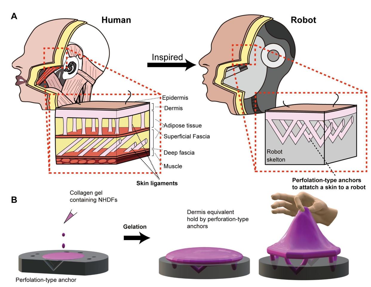 The complex structure of the robot's features