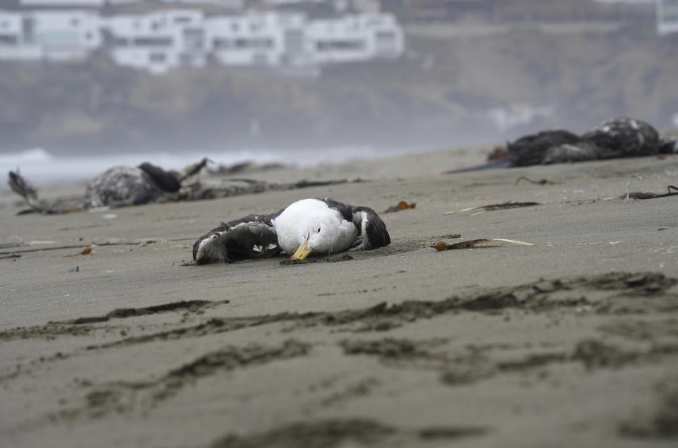 A seagle lies dead on Santa Maria beach in Lima, Peru, Tuesday, Nov. 30, 2022. At least 13,000 birds have died so far in November along the Pacific of Peru from bird flu, according to The National Forest and Wildlife Service (Serfor) on Tuesday. (AP Photo/Guadalupe Pardo)