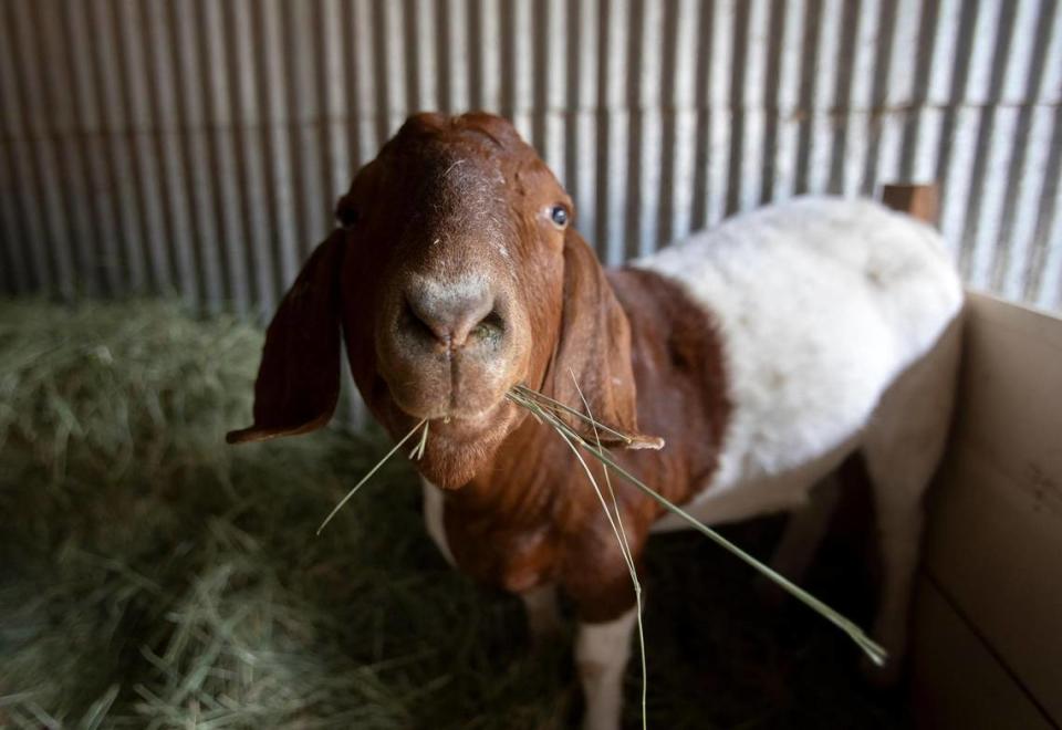 Tito the Boer goat is happy munching feed in a covered barn at Lilly’s Animal Rescue.