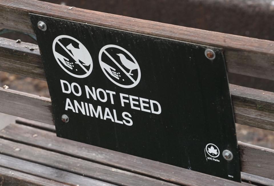 The city Parks Department advises visitors not to feed the animals. Some have not gotten the message. Helayne Seidman