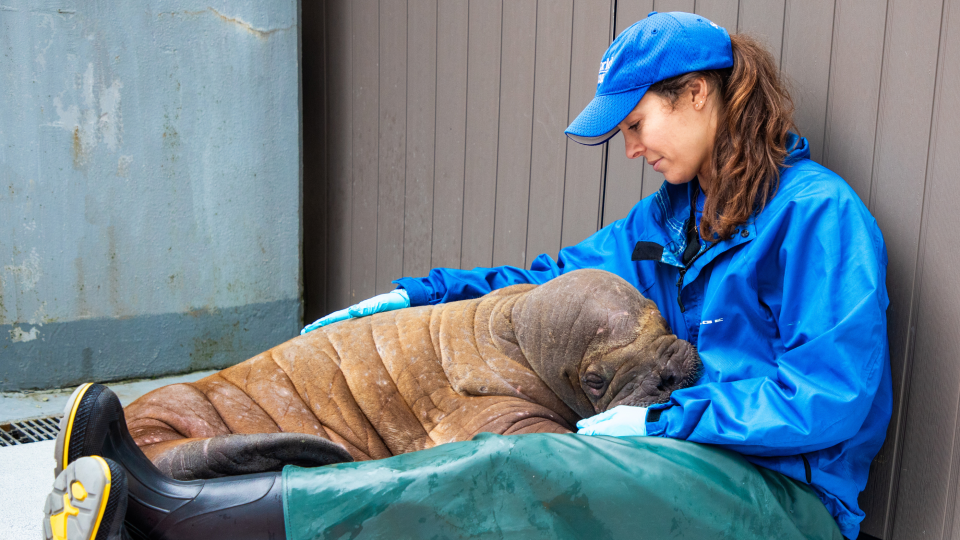 Kaiti Grant/Alaska SeaLife Center 